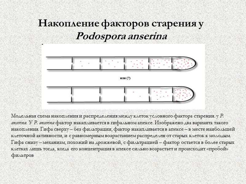 Накопление факторов старения у Рodospora anserina  Модельная схема накопления и распределения между клеток